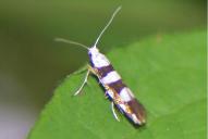 Argyresthia brockeella