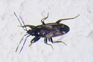 Eremocoris fenestratus