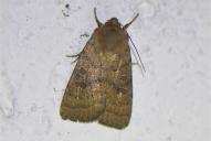 Hoplodrina octogenaria