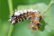 Polygonia c-album (Raupe)