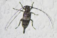 Acanthocinus griseus