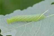 Smerinthus ocellata (Raupe)