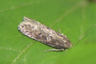 Gelechia sororculella