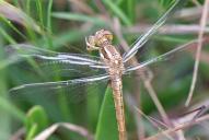 Orthetrum brunneum