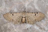 Eupithecia expallidata