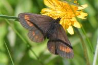 Erebia pharte
