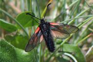 Zygaena exulans