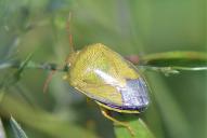 Piezodorus lituratus