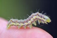 Helicoverpa armigera (Raupe)