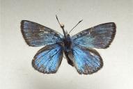 Polyommatus eros