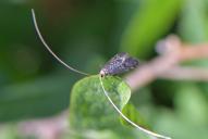 Nematopogon robertella