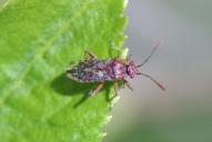 Rhopalus parumpunctatus