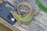 Podarcis siculus campestris