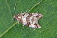 Chlidanotinae