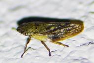 Aphrophora pectoralis