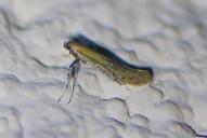 Aspilapteryx tringipennella