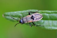 Rhyparochromus vulgaris