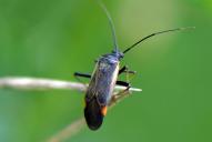 Adelphocoris seticornis