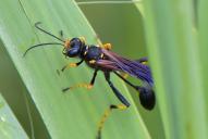 Sceliphron caementarium