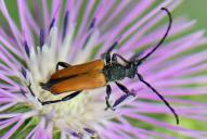 Paracorymbia pallens