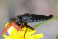 Stenopogon coracinus