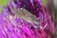 Ceraleptus gracilicornis