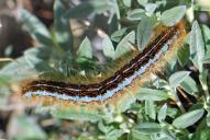 Malacosoma castrensis (Raupe)