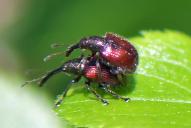 Tatianaerhynchites aequatus