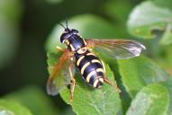 Chrysotoxum festivum