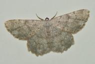 Dicrognophos sartata