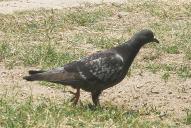 Columba livia var. domestica