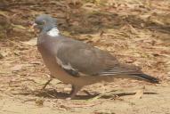 Columba palumbus