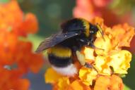 Bombus terrestris calabricus