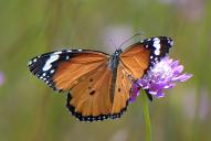 Danaus chrysippus
