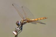 Trithemis annulata