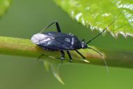 Calocoris nemoralis