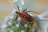 Rhynocoris erythropus