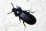 Tenebrio molitor