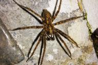 Tegenaria ferruginea