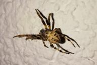 Larinioides cornutus