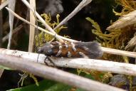 Pancalia schwarzella