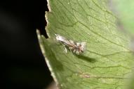 Phyllonorycter rajella