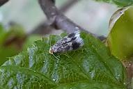 Stigmella floslactella
