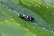 Elachista freyerella