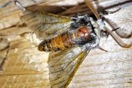 Apocheima hispidaria