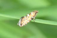 Glyphipterix bergstraesserella