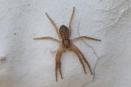 Philodromus dispar