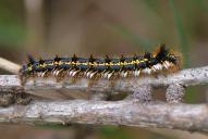 Euthrix potatoria (Raupe)
