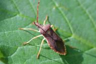 Gonocerus acuteangulatus