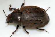 Byrrhus pilula